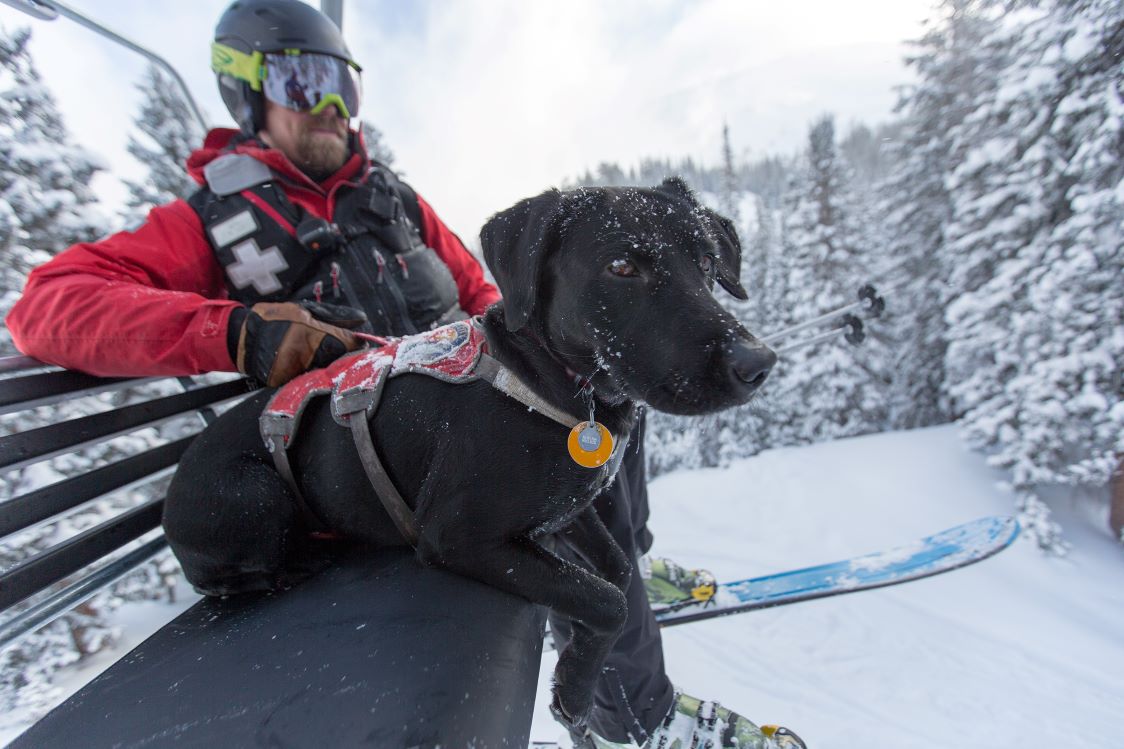 Snowbird Ski Patrol and Avalanche Dog